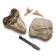 Dis - TOY EXCAVATION KIT MINI SHARK TOOT