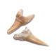 Dis - TOY EXCAVATION KIT MINI SHARK TOOT