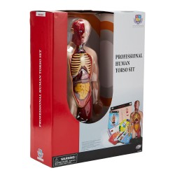ES PROFESSIONAL HUMAN TORSO SET
