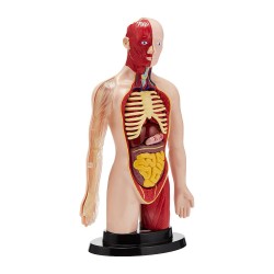 ES PROFESSIONAL HUMAN TORSO SET ES PROFESSIONAL HUMAN TORSO SET