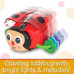 Crawl About Ladybug Crawl About Ladybug