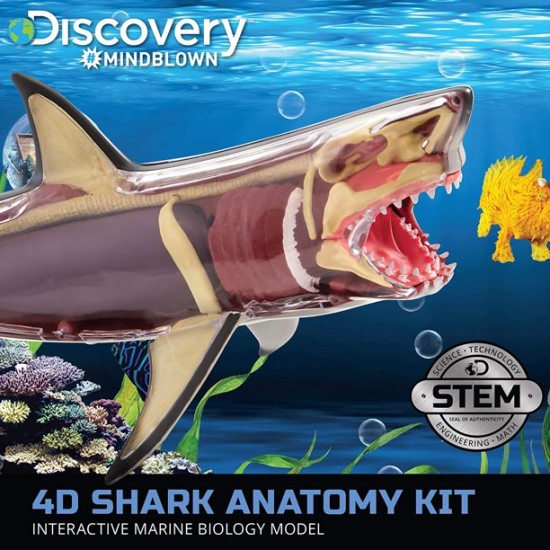 Shark 4D Vision Great White Shark Anatomy Sculpture Toy Puzzle Kids Science 